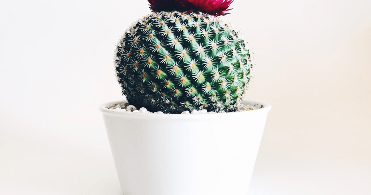 Houseplant leaf with crispy brown tip showing signs of stress from dry air and watering issues