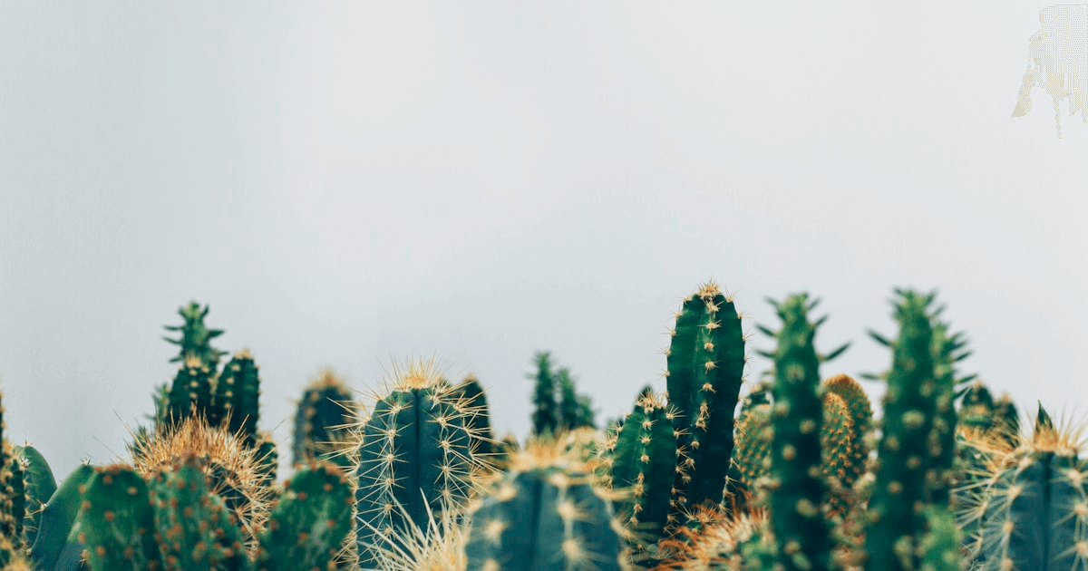 Close-up of houseplant soil with tiny fungus gnats flying around the base of the plant