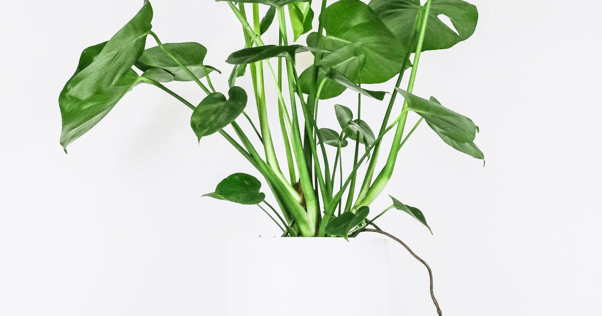 Monstera deliciosa stem with thick brown aerial roots growing sideways from the main vine