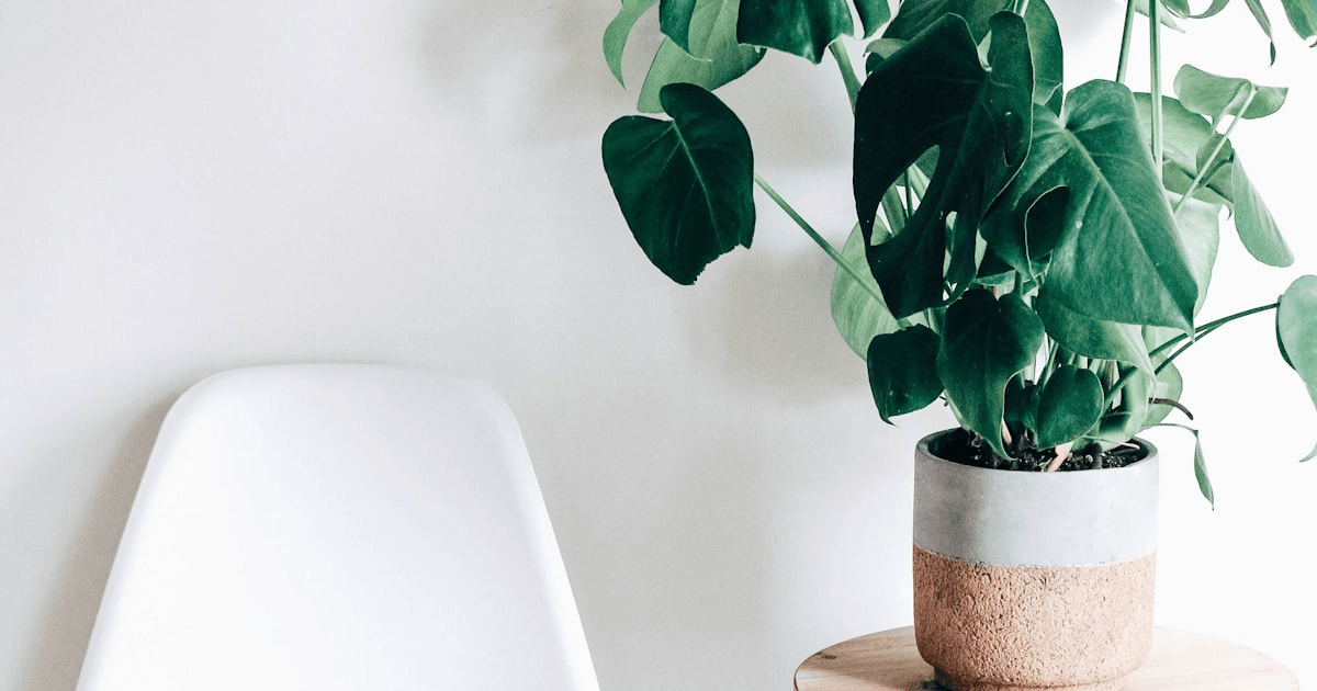 Young monstera deliciosa plant with solid heart-shaped leaves that have not yet developed splits or fenestrations